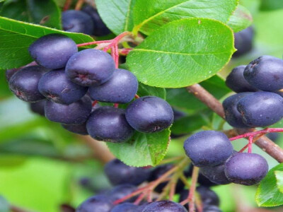 neočekivano dobro je rodila i aronija