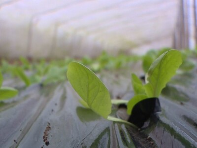 Dobro seme, temperatura i provetravanje bitni za rasad