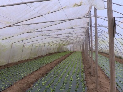 Dobro seme, temperatura i provetravanje bitni za rasad