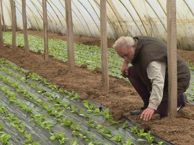 Dobro seme, temperatura i provetravanje bitni za rasad
