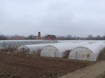Dobro seme, temperatura i provetravanje bitni za rasad