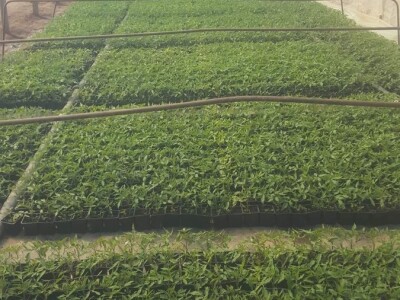 Dobro seme, temperatura i provetravanje bitni za rasad