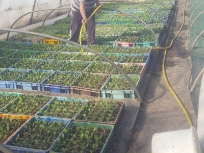 Dobro seme, temperatura i provetravanje bitni za rasad