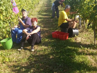 Berba bijelih sorti grožđa