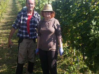 Berači na OPG-u Dobrovac