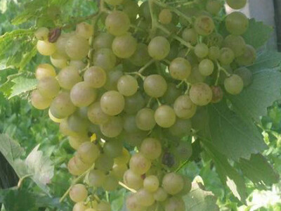 Dobar urod i kvalčiteta grožđa