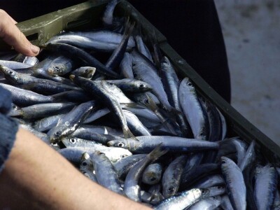 Doc. dr. Lav Bavčević: Sva odgovornost za stanje male plave ribe u Jadranu svaljena na pleća hrvatskih ribara!