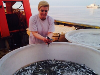 Doc. dr. Lav Bavčević: Sva odgovornost za stanje male plave ribe u Jadranu svaljena na pleća hrvatskih ribara!