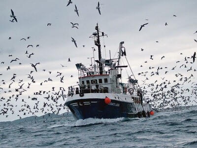 Doc. dr. Lav Bavčević: Sva odgovornost za stanje male plave ribe u Jadranu svaljena na pleća hrvatskih ribara!