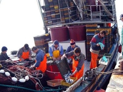 Doc. dr. Lav Bavčević: Sva odgovornost za stanje male plave ribe u Jadranu svaljena na pleća hrvatskih ribara!