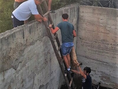 SpaŠavaju i brinu o divljači