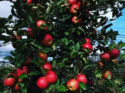 Dojčinovići proizvode voćne sokove