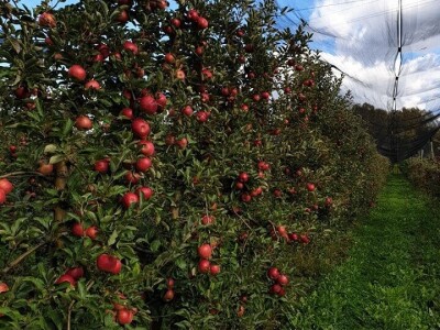 Dojčinovići proizvode voćne sokove