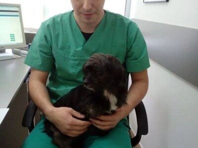 Doktor Miljan Dobrijević: Veterinar mora biti spreman na sve Doktor Miljan Dobrijević: Veterinar mora biti spreman na sve