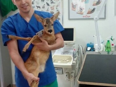 Doktor Miljan Dobrijević: Veterinar mora biti spreman na sve Doktor Miljan Dobrijević: Veterinar mora biti spreman na sve