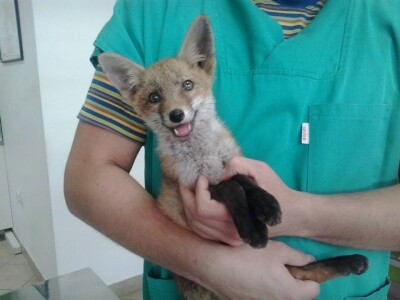 Doktor Miljan Dobrijević: Veterinar mora biti spreman na sve Doktor Miljan Dobrijević: Veterinar mora biti spreman na sve