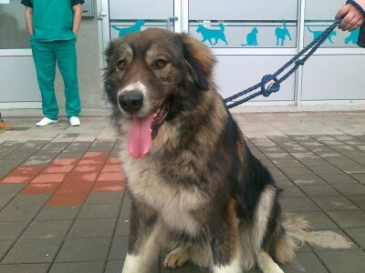 Doktor Miljan Dobrijević: Veterinar mora biti spreman na sve Doktor Miljan Dobrijević: Veterinar mora biti spreman na sve