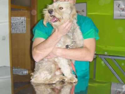 Doktor Miljan Dobrijević: Veterinar mora biti spreman na sve Doktor Miljan Dobrijević: Veterinar mora biti spreman na sve