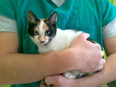 Doktor Miljan Dobrijević: Veterinar mora biti spreman na sve Doktor Miljan Dobrijević: Veterinar mora biti spreman na sve