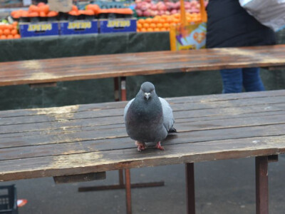 Tržnica Dolac u Zagrebu Tržnica Dolac u Zagrebu