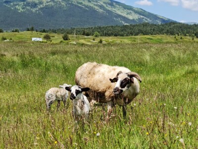 Dolaze turisti iz cijelog svijeta, ali čoban Perko ne može da nađe ženu