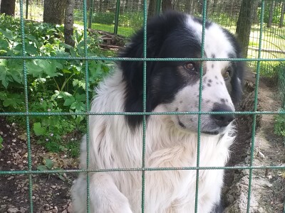 Dolaze turisti iz cijelog svijeta, ali čoban Perko ne može da nađe ženu