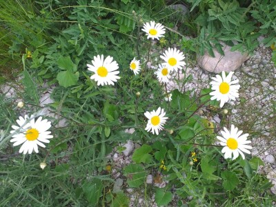 Dolaze turisti iz cijelog svijeta, ali čoban Perko ne može da nađe ženu