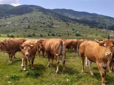 Dolaze turisti iz cijelog svijeta, ali čoban Perko ne može da nađe ženu