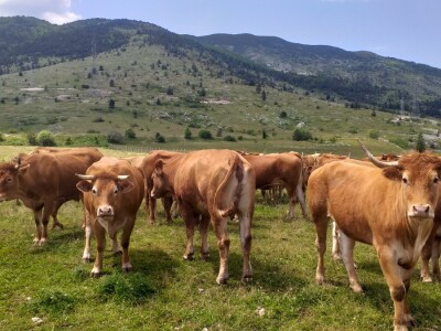 Dolaze turisti iz cijelog svijeta, ali čoban Perko ne može da nađe ženu