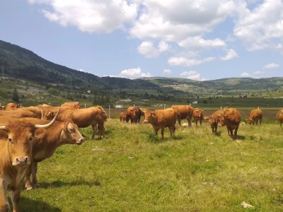 Dolaze turisti iz cijelog svijeta, ali čoban Perko ne može da nađe ženu