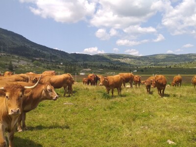 Dolaze turisti iz cijelog svijeta, ali čoban Perko ne može da nađe ženu