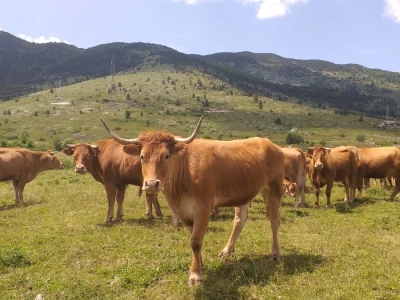 Dolaze turisti iz cijelog svijeta, ali čoban Perko ne može da nađe ženu