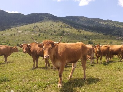 Dolaze turisti iz cijelog svijeta, ali čoban Perko ne može da nađe ženu