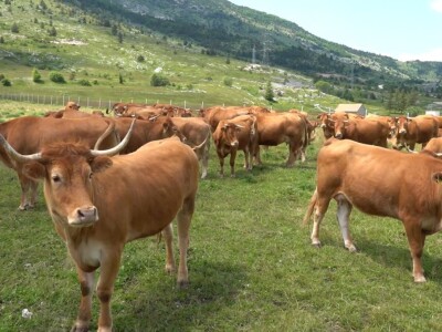 Dolaze turisti iz cijelog svijeta, ali čoban Perko ne može da nađe ženu