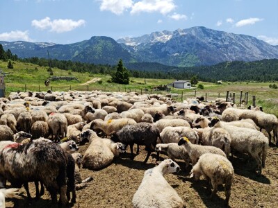 Dolaze turisti iz cijelog svijeta, ali čoban Perko ne može da nađe ženu