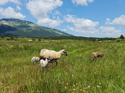 Dolaze turisti iz cijelog svijeta, ali čoban Perko ne može da nađe ženu
