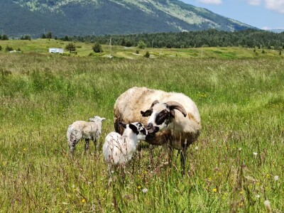 Dolaze turisti iz cijelog svijeta, ali čoban Perko ne može da nađe ženu