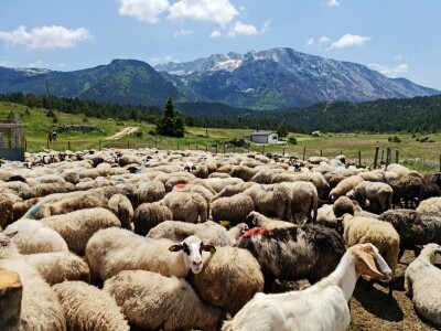 Dolaze turisti iz cijelog svijeta, ali čoban Perko ne može da nađe ženu