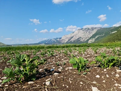 Dolaze turisti iz cijelog svijeta, ali čoban Perko ne može da nađe ženu