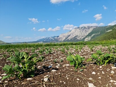 Dolaze turisti iz cijelog svijeta, ali čoban Perko ne može da nađe ženu