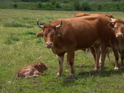 Dolaze turisti iz cijelog svijeta, ali čoban Perko ne može da nađe ženu