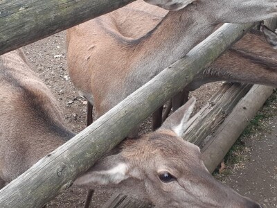 Dolina jelena Dolina jelena