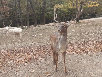 Dolina jelena Dolina jelena