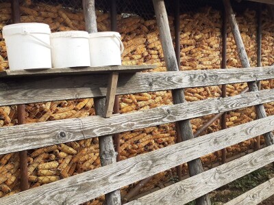 Dolina jelena Dolina jelena