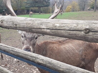 Dolina jelena Dolina jelena