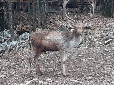 Dolina jelena Dolina jelena