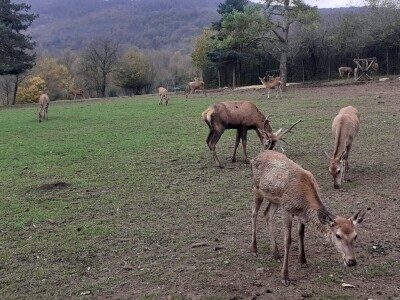 Dolina jelena Dolina jelena