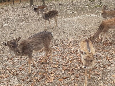Dolina jelena Dolina jelena