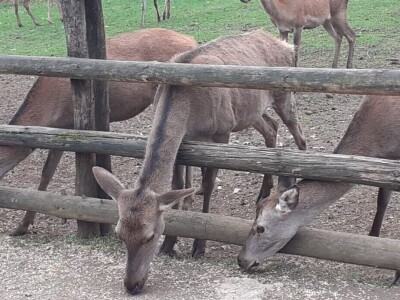 Dolina jelena Dolina jelena