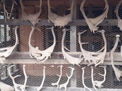 Dolina jelena Dolina jelena